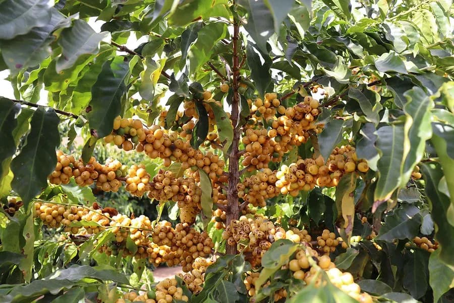 Schokoladigen Kaffee mit milder Säure aus Oberösterreich jetzt online bestellen