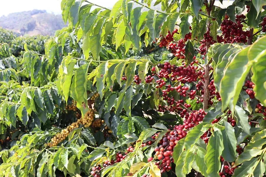 Kaffeebohnen für Büros in Oberösterreich günstig online bestellen